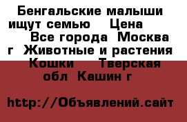 Бенгальские малыши ищут семью) › Цена ­ 5 500 - Все города, Москва г. Животные и растения » Кошки   . Тверская обл.,Кашин г.